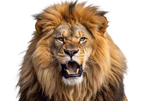 Download Roaring Lion Face with Open Mouth PNG - Lion face Collection